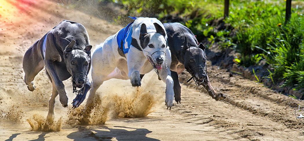 A greyhound race.