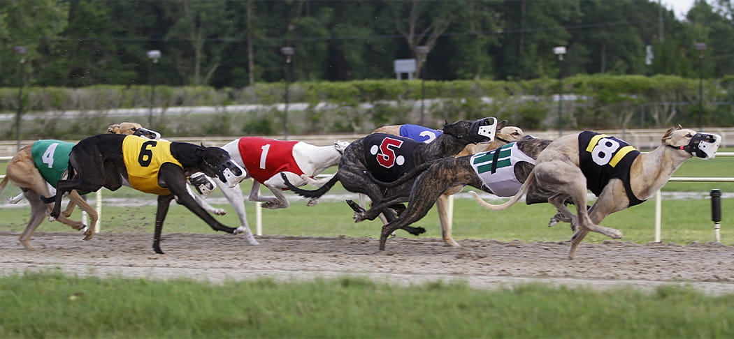 A greyhound race.